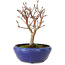 Acer palmatum, 18 cm, ± 12 jaar oud, met een nebari van 3 cm