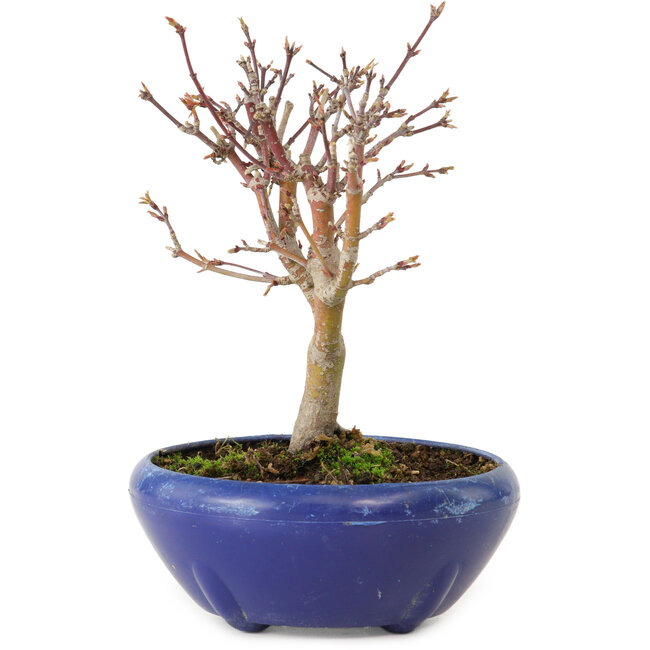 Acer palmatum, 18 cm, ± 12 jaar oud, met een nebari van 3 cm
