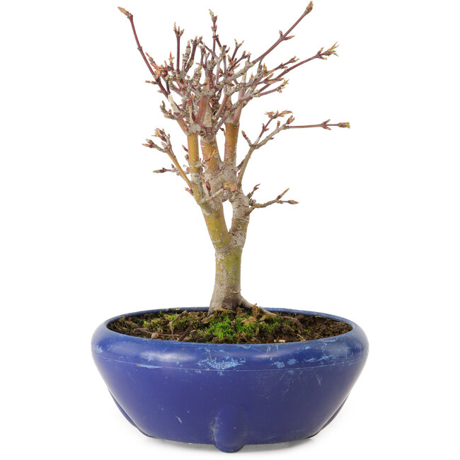 Acer palmatum, 18 cm, ± 12 jaar oud, met een nebari van 3 cm