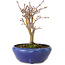 Acer palmatum, 18 cm, ± 12 anni, con nebari di 3 cm