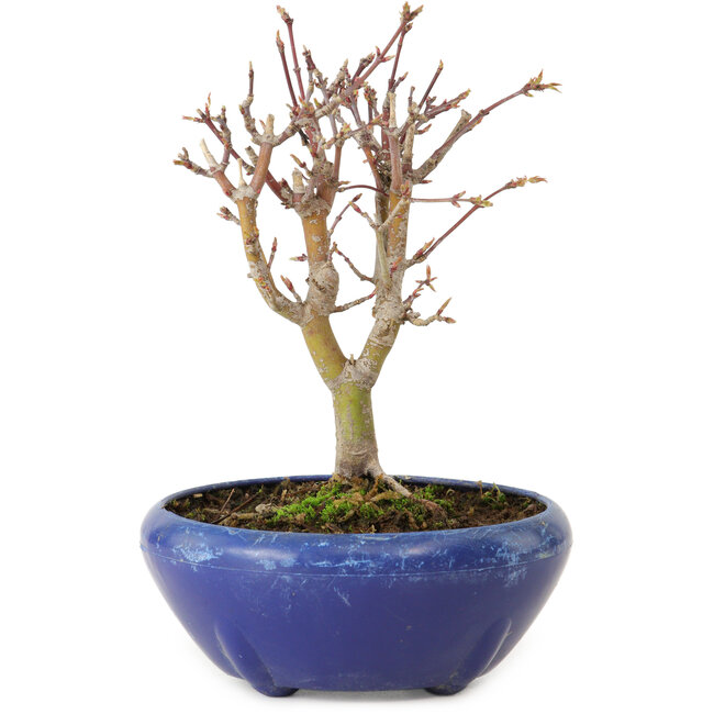 Acer palmatum, 18 cm, ± 12 jaar oud, met een nebari van 3 cm