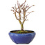 Acer palmatum, 18 cm, ± 12 jaar oud, met een nebari van 3 cm