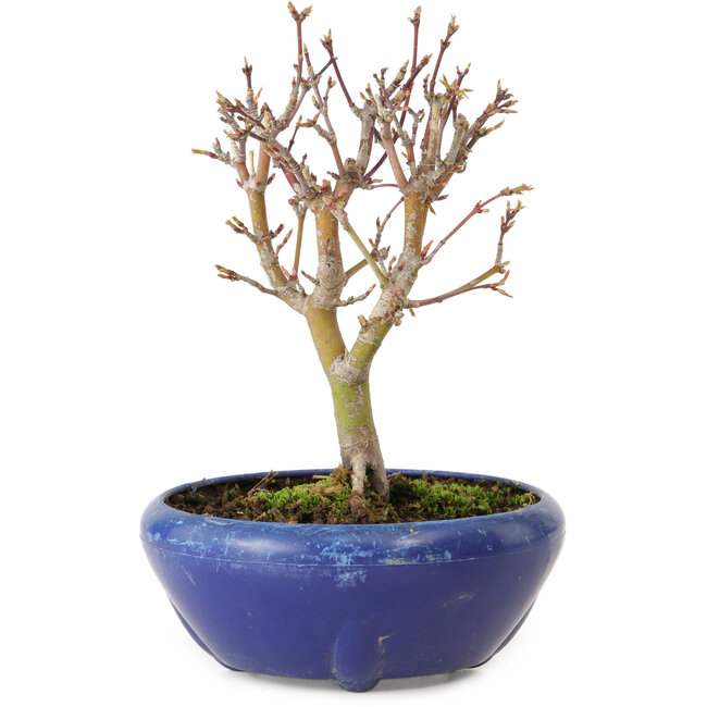 Acer palmatum, 18 cm, ± 12 jaar oud, met een nebari van 3 cm