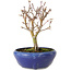 Acer palmatum, 18 cm, ± 12 jaar oud, met een nebari van 3 cm