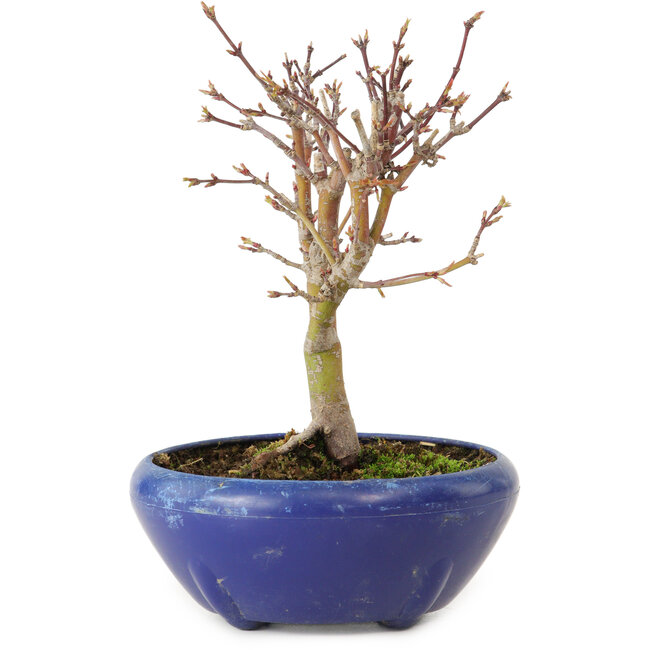 Acer palmatum, 18 cm, ± 12 jaar oud, met een nebari van 3 cm