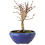 Acer palmatum, 18 cm, ± 12 anni, con nebari di 3 cm