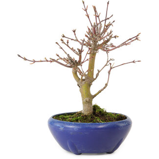 Acer palmatum, 18 cm, ± 12 jaar oud