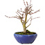 Acer palmatum, 18 cm, ± 12 jaar oud, met een nebari van 3 cm