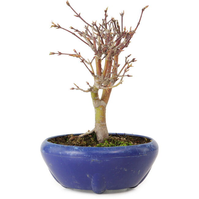 Acer palmatum, 18 cm, ± 12 jaar oud, met een nebari van 3 cm