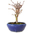 Acer palmatum, 18 cm, ± 12 anni, con nebari di 3 cm