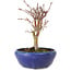 Acer palmatum, 18 cm, ± 12 ans, avec un nebari de 3 cm