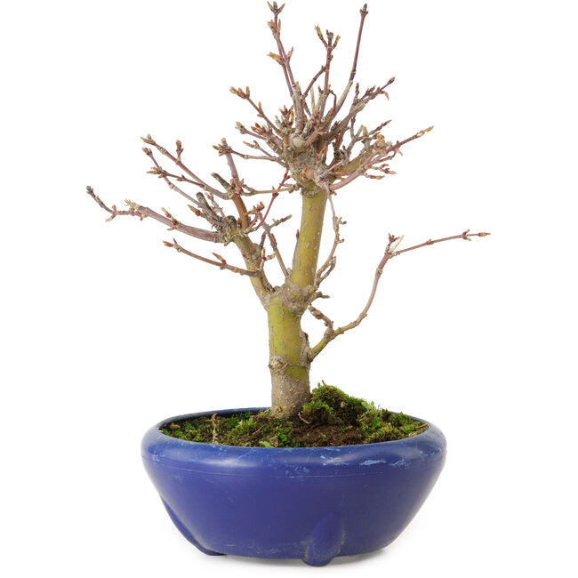 Acer palmatum, 18 cm, ± 12 jaar oud, met een nebari van 3 cm