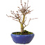 Acer palmatum, 18 cm, ± 12 jaar oud, met een nebari van 3 cm