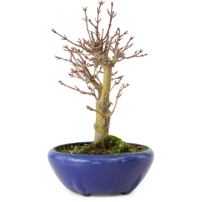 Acer palmatum, 18 cm, ± 12 jaar oud, met een nebari van 3 cm