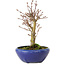 Acer palmatum, 18 cm, ± 12 anni, con nebari di 3 cm