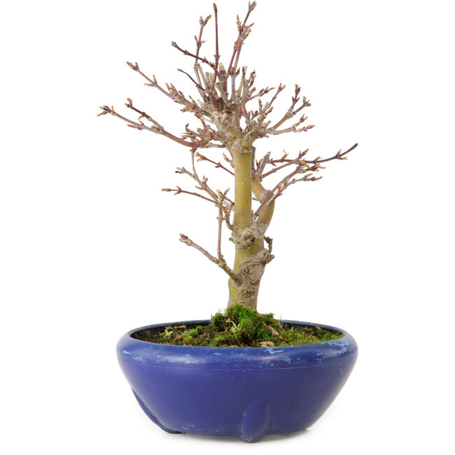 Acer palmatum, 18 cm, ± 12 jaar oud, met een nebari van 3 cm