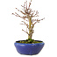Acer palmatum, 18 cm, ± 12 jaar oud, met een nebari van 3 cm