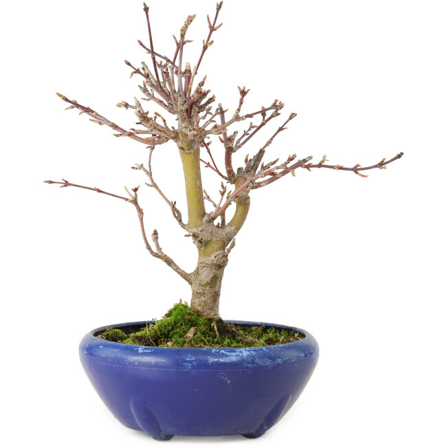 Acer palmatum, 18 cm, ± 12 jaar oud, met een nebari van 3 cm