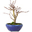 Acer palmatum, 18 cm, ± 12 jaar oud, met een nebari van 3 cm