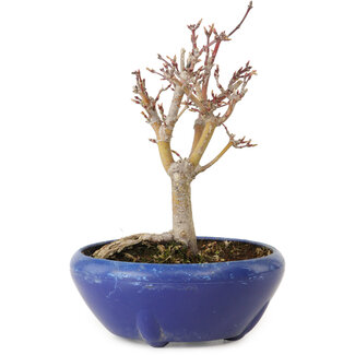 Acero palmato, 18 cm, ± 12 anni