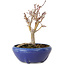 Acer palmatum, 18 cm, ± 12 ans, avec un nebari de 3 cm