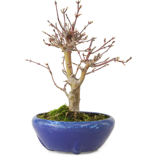 Acer palmatum, 18 cm, ± 12 jaar oud, met een nebari van 3 cm