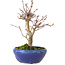Acer palmatum, 18 cm, ± 12 jaar oud, met een nebari van 3 cm