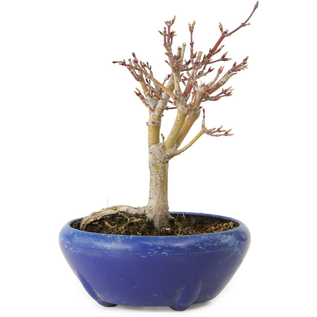 Acer palmatum, 18 cm, ± 12 jaar oud, met een nebari van 3 cm