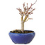 Acer palmatum, 18 cm, ± 12 Jahre alt, mit einem Wurzelhals von 3 cm