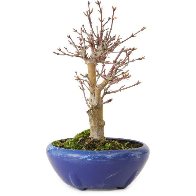 Acer palmatum, 18 cm, ± 12 jaar oud, met een nebari van 3 cm