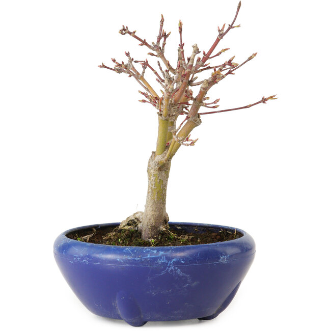Acer palmatum, 18 cm, ± 12 anni, con nebari di 3 cm