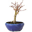 Acer palmatum, 18 cm, ± 12 jaar oud, met een nebari van 3 cm