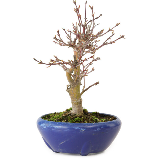Acer palmatum, 18 cm, ± 12 jaar oud, met een nebari van 3 cm