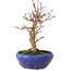 Acer palmatum, 18 cm, ± 12 jaar oud, met een nebari van 3 cm