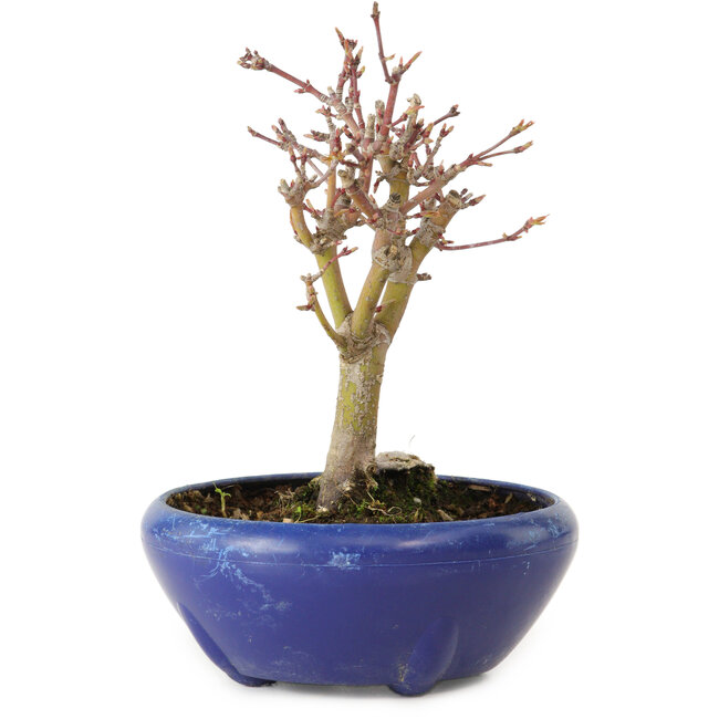 Acer palmatum, 18 cm, ± 12 jaar oud, met een nebari van 3 cm