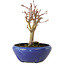 Acer palmatum, 18 cm, ± 12 anni, con nebari di 3 cm