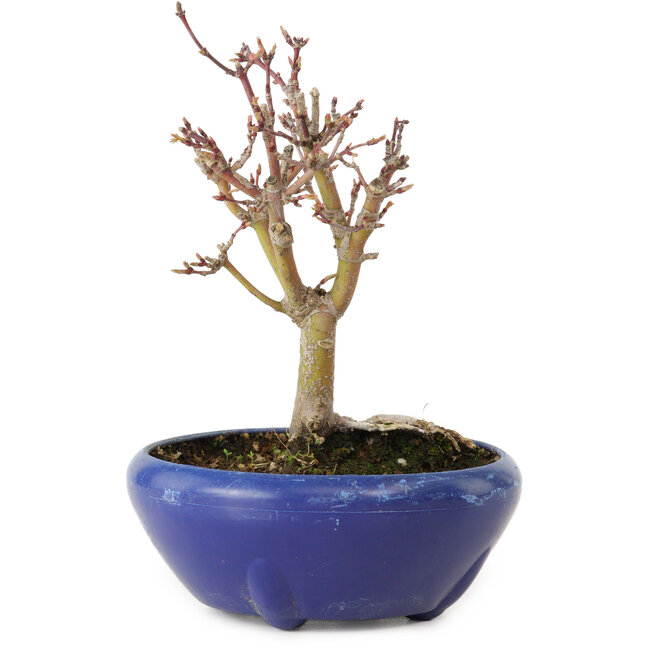 Acer palmatum, 18 cm, ± 12 jaar oud, met een nebari van 3 cm