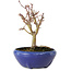 Acer palmatum, 18 cm, ± 12 Jahre alt, mit einem Wurzelhals von 3 cm