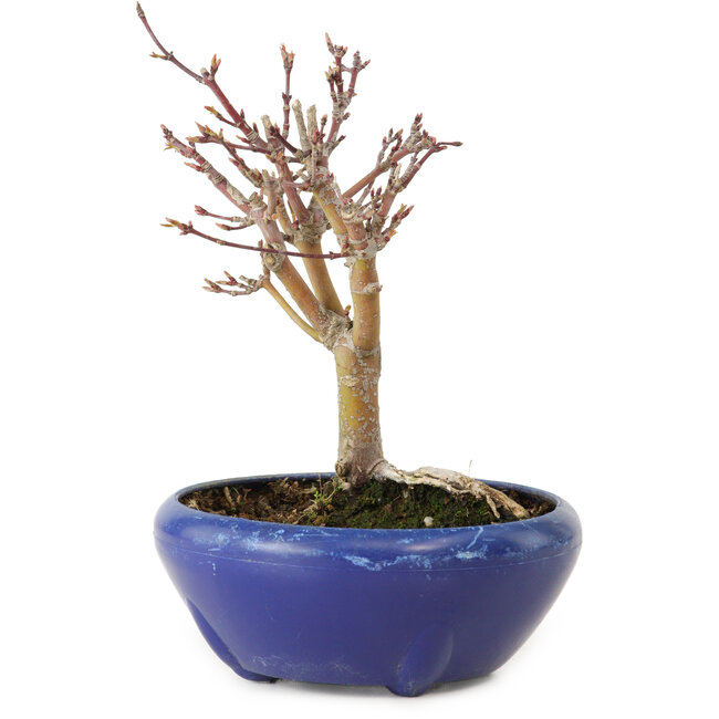 Acer palmatum, 18 cm, ± 12 Jahre alt, mit einem Wurzelhals von 3 cm
