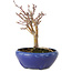 Acer palmatum, 18 cm, ± 12 jaar oud, met een nebari van 3 cm