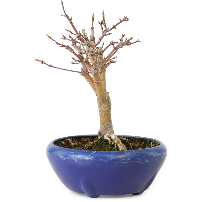 Acer palmatum, 18 cm, ± 12 jaar oud, met een nebari van 3 cm