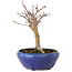 Acer palmatum, 18 cm, ± 12 jaar oud, met een nebari van 3 cm