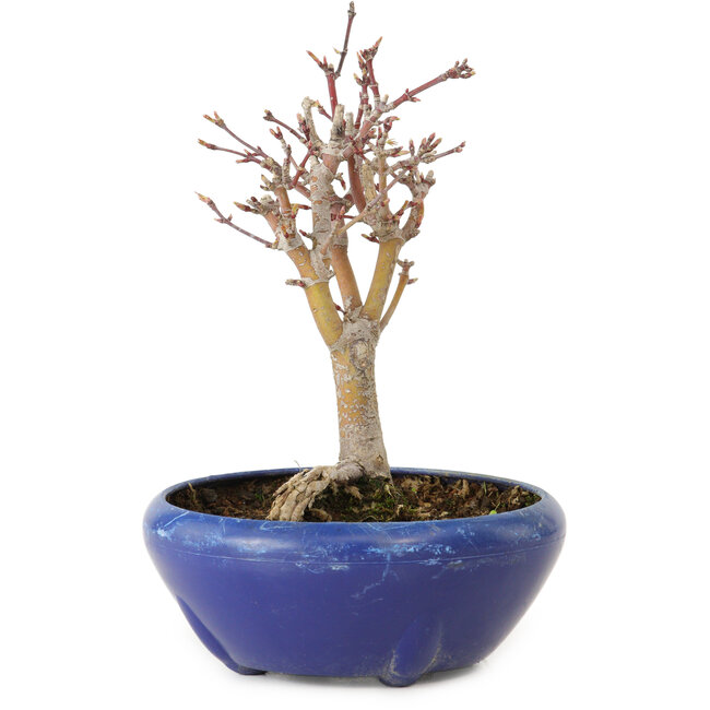 Acer palmatum, 18 cm, ± 12 jaar oud, met een nebari van 3 cm