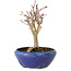 Acer palmatum, 18 cm, ± 12 anni, con nebari di 3 cm