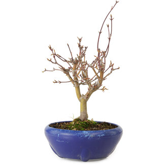 Acer palmatum, 18 cm, ± 12 jaar oud