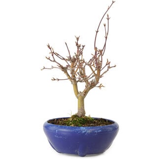 Acer palmatum, 18 cm, ± 12 years old