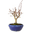 Acer palmatum, 18 cm, ± 12 Jahre alt, mit einem Wurzelhals von 3 cm