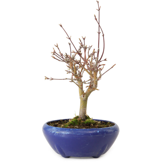 Acer palmatum, 18 cm, ± 12 jaar oud, met een nebari van 3 cm