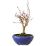 Acer palmatum, 18 cm, ± 12 jaar oud, met een nebari van 3 cm