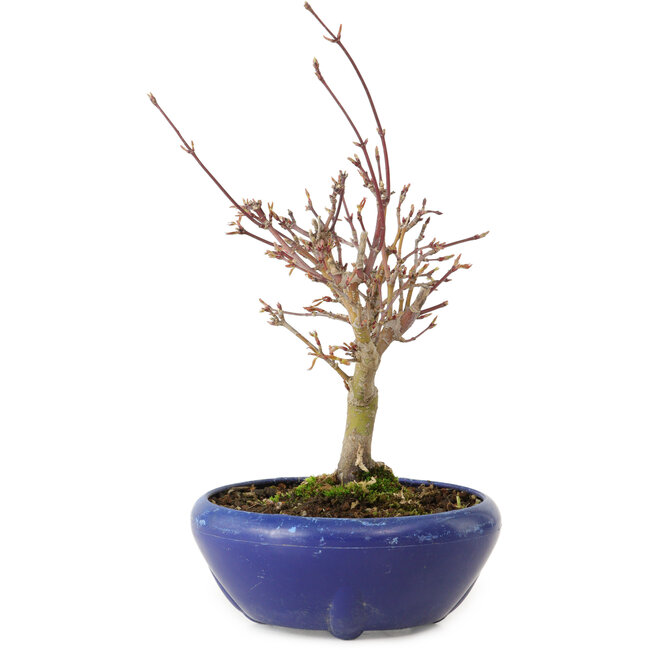 Acer palmatum, 18 cm, ± 12 jaar oud, met een nebari van 3 cm